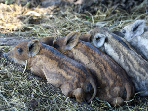 Картинка юра бондаренко малыши животные свиньи кабаны