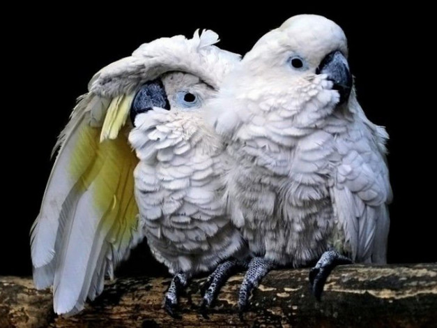 Обои картинки фото животные, попугаи