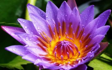 Картинка цветы лилии водяные нимфеи кувшинки
