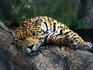 Картинка Чего надо животные Ягуары морда отдых взгляд