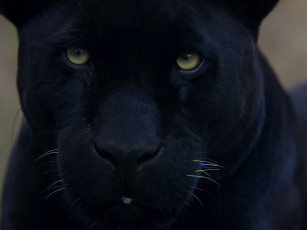 Картинка морда пантеры животные ягуар