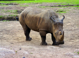 Картинка животные носороги носорог трава