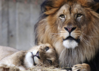 Картинка королевская чета животные львы пара морда грива взгляд