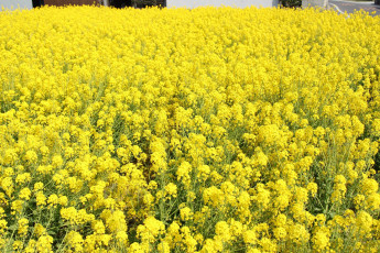 Картинка цветы луговые полевые поле желтые