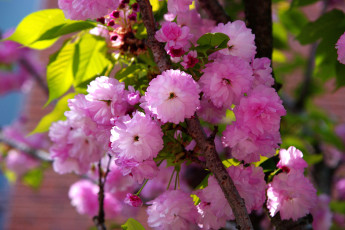 Картинка цветы сакура вишня ветка весна
