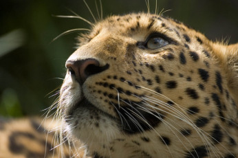Картинка Что нас там животные леопарды морда усы взгляд