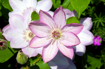 Картинка цветы клематис ломонос лепестки бледно-розовый