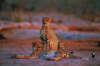 Картинка два гепарда животные гепарды пара отдых саванна