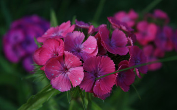 Картинка цветы гвоздики фиолетовые