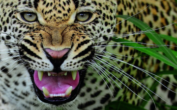 Картинка взгляд хищника животные леопарды листва оскал морда
