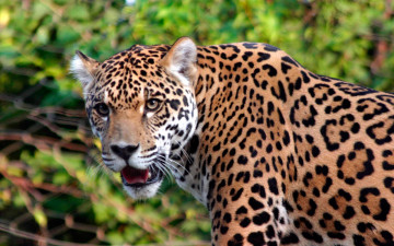 Картинка ягуар животные Ягуары морда взгляд пятнистый