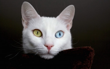 Картинка животные коты взгляд глаза