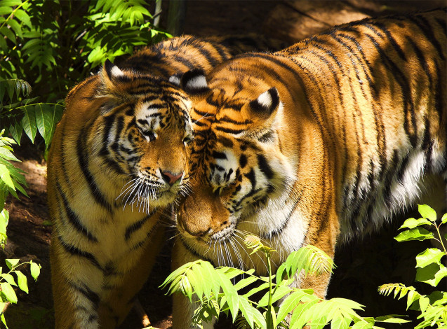 Обои картинки фото ласка, животные, тигры, пара, листва