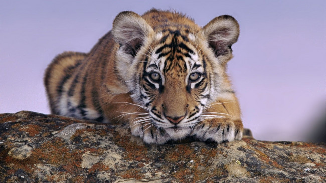 Обои картинки фото тигрёнок, животные, тигры, камень, мордочка, лапы