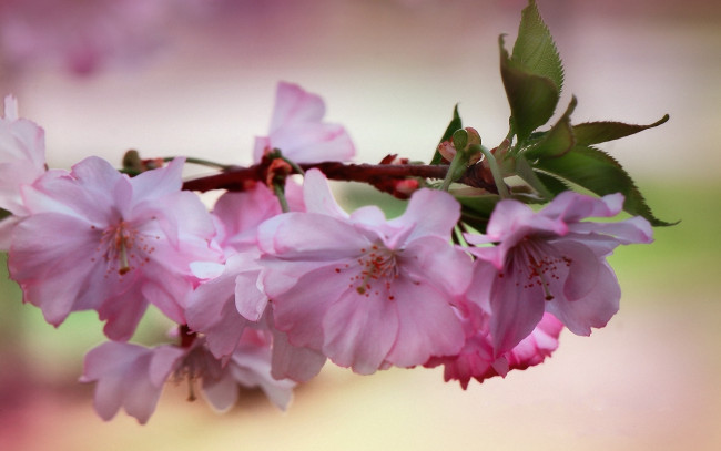Обои картинки фото цветы, сакура, вишня, вишни, ветка, цветущая