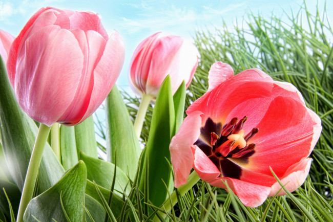 Обои картинки фото цветы, тюльпаны, трава