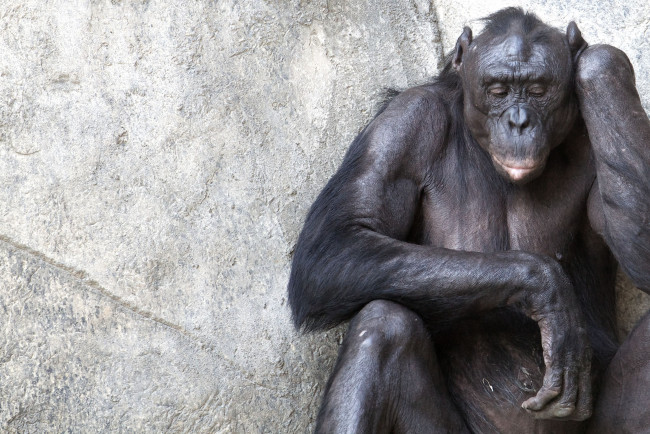Обои картинки фото животные, обезьяны, шимпанзе, грусть, задумчивость