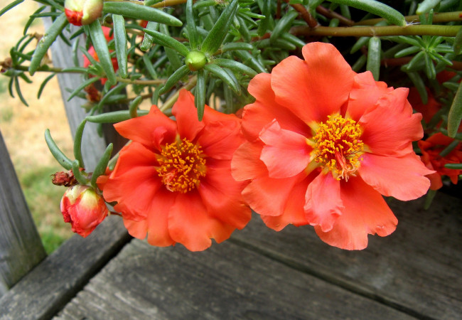 Обои картинки фото цветы, портулак, оранжевый, лепестки