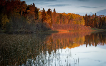 Картинка природа реки озера камыш свет река красота лес осень