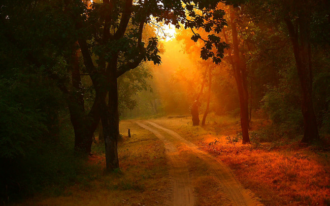 Обои картинки фото природа, дороги, лес, закат, деревья