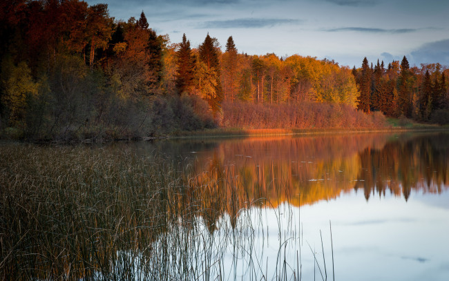 Обои картинки фото природа, реки, озера, камыш, свет, река, красота, лес, осень