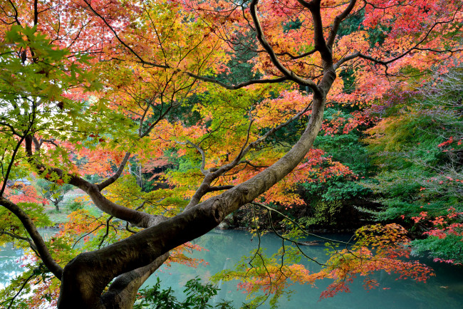 Обои картинки фото природа, деревья, осень, клен, вода