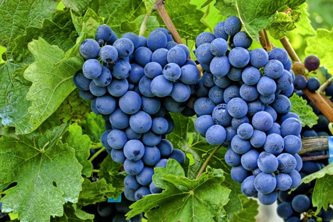 Обои картинки фото природа, Ягоды, виноград, лоза, гроздь, синий