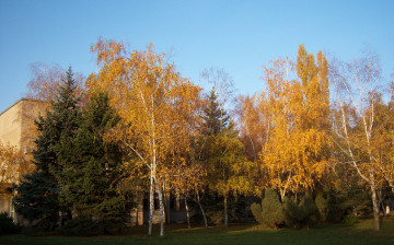 Картинка природа деревья осень ели берёзы