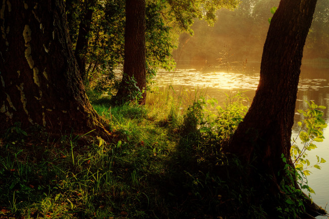 Обои картинки фото природа, реки, озера, трава, польша, река, деревья