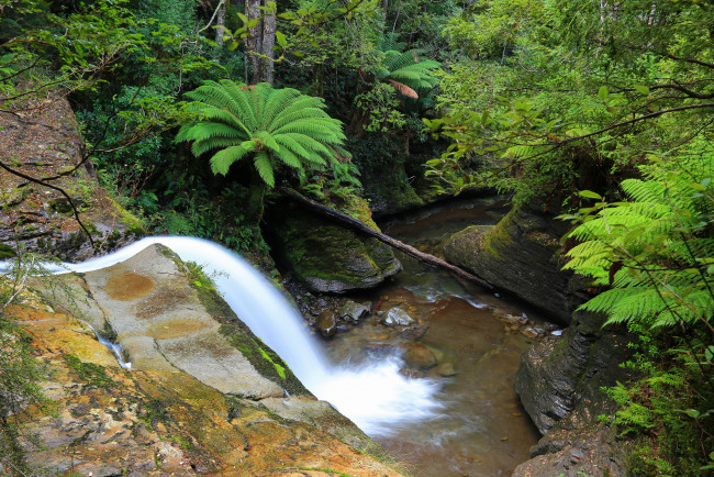 Обои картинки фото природа, водопады, водопад, джунгли, австралия, тасмания