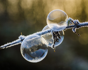 Картинка природа макро иней мороз зима ветка пузыри