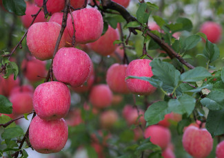 Картинка природа плоды осень капли вода роса урожай яблоки сад