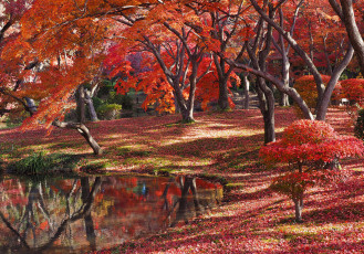 Картинка природа реки озера деревья осень лес