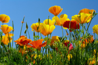 обоя цветы, эшшольция , калифорнийский мак, желтый, калифорнийский, мак, небо, эшшольция, оранжевый