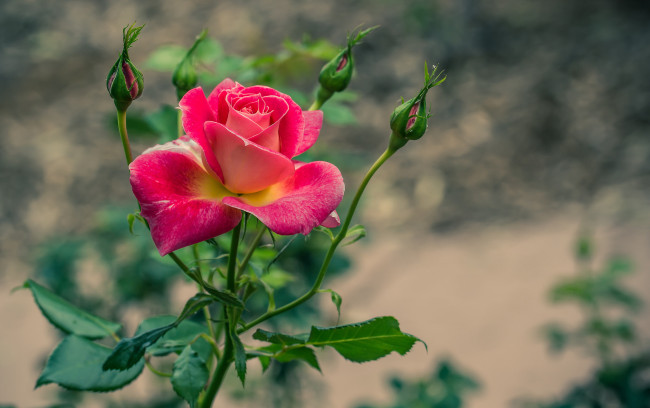 Обои картинки фото цветы, розы, сад, куст, листья, лепестки, бутон, роза