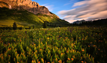 Картинка природа луга цветы горы лето
