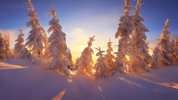 Картинка природа зима деревья снег