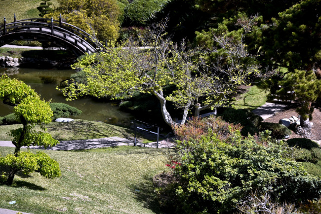 Обои картинки фото природа, парк, японский, мостик, водоем, сад