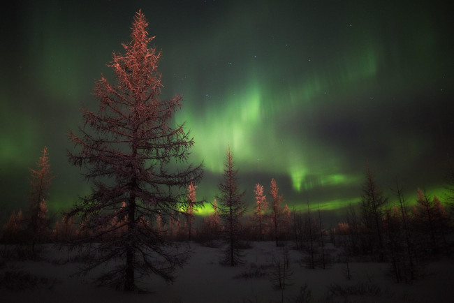 Обои картинки фото природа, северное сияние, деревья, лес, снег, зима, небо, сияние
