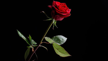Картинка цветы розы алая роза бутон