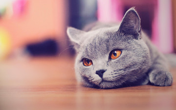 Картинка животные коты кот серый британец пол