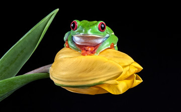 Картинка животные лягушки лягушка тюльпан
