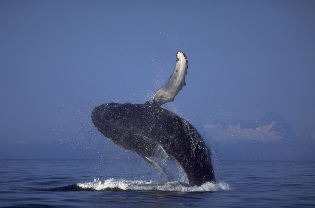 Обои картинки фото животные, киты, кашалоты