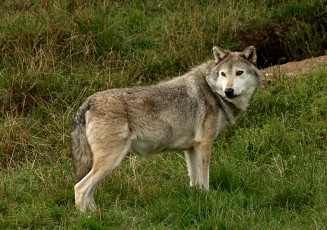 Картинка животные волки хищник