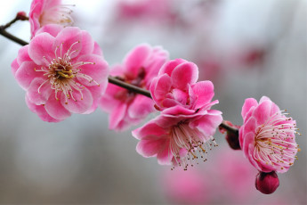 Картинка цветы цветущие деревья кустарники абрикос