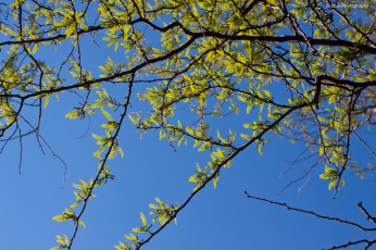Картинка природа листья весна небо