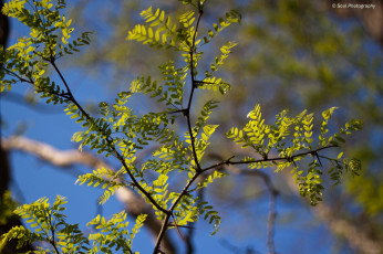 Картинка природа листья ветви небо