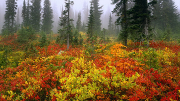 Картинка природа лес цветные листья подлесок