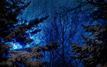 Картинка 3д графика nature landscape природа деревья ель ночь лес верви