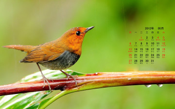 обоя календари, животные, ветка, птица